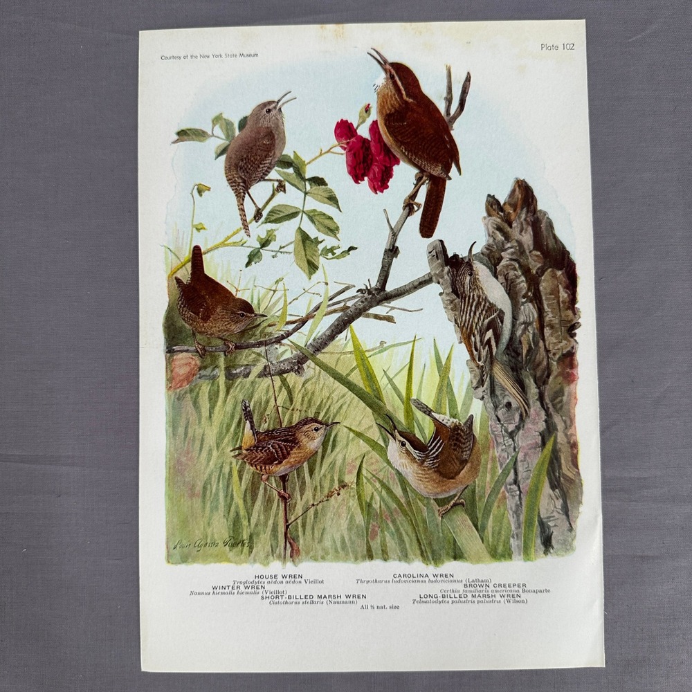 1936 Louis Fuertes American Wren Brown Creeper Bird Plate Vintage Art Wall Print